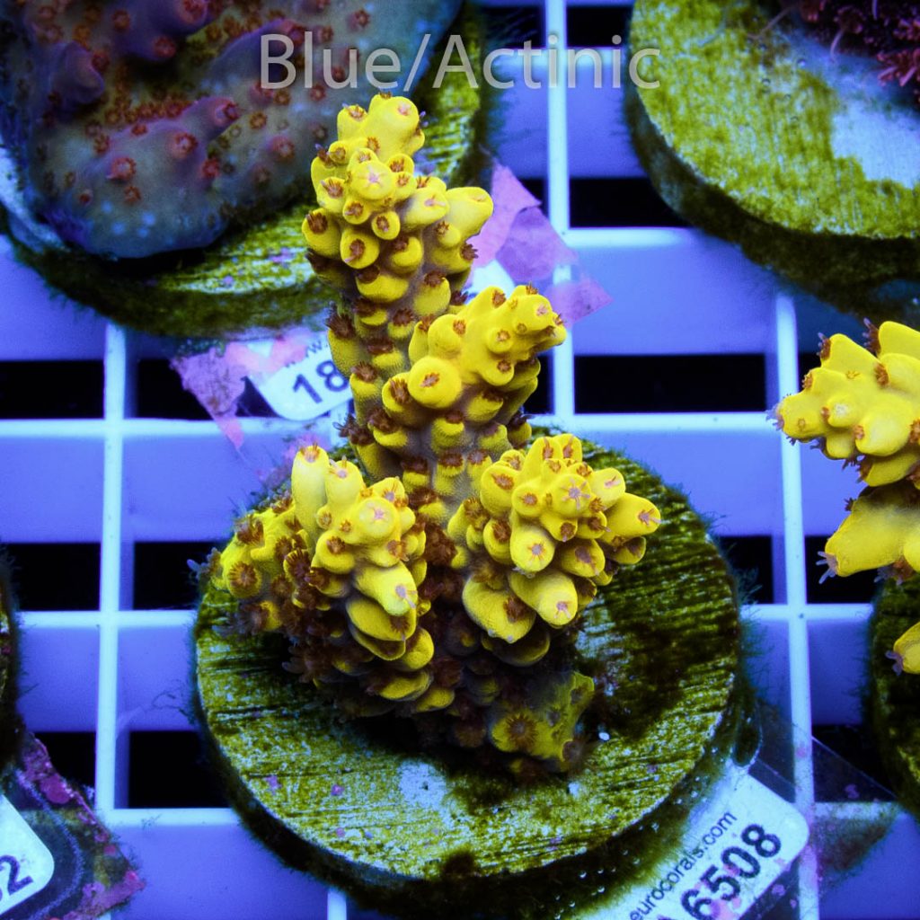 EC Super Yellow Pikachu Acro - Image 2
