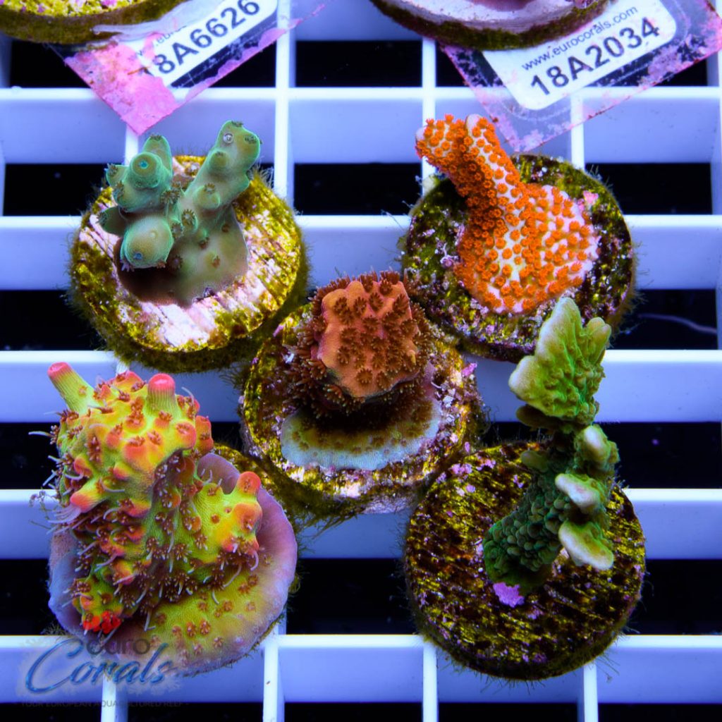 EC Premium 5 SPS Pack