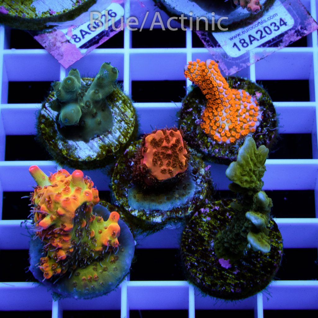 EC Premium 5 SPS Pack - Image 2