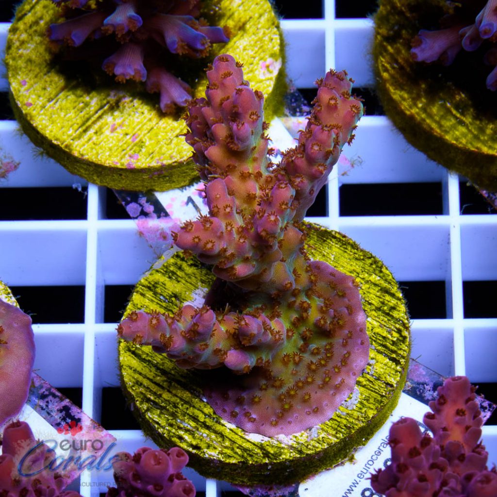 EC Piranha Acro
