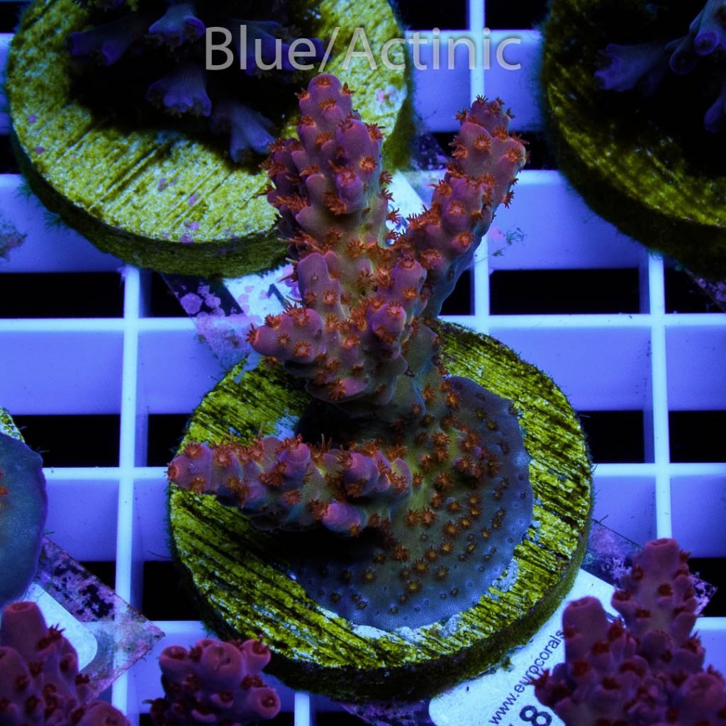 EC Piranha Acro - Image 2