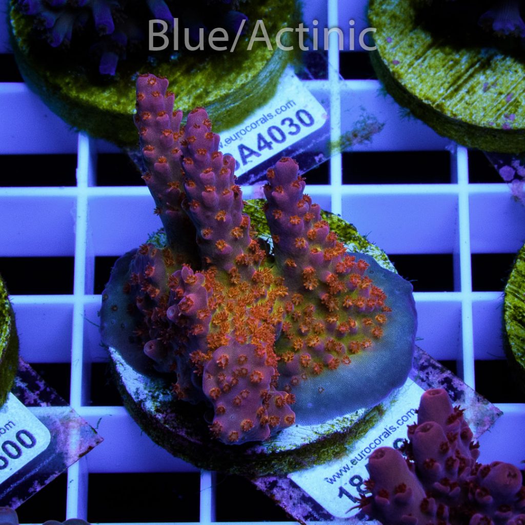 EC Piranha Acro - Image 2