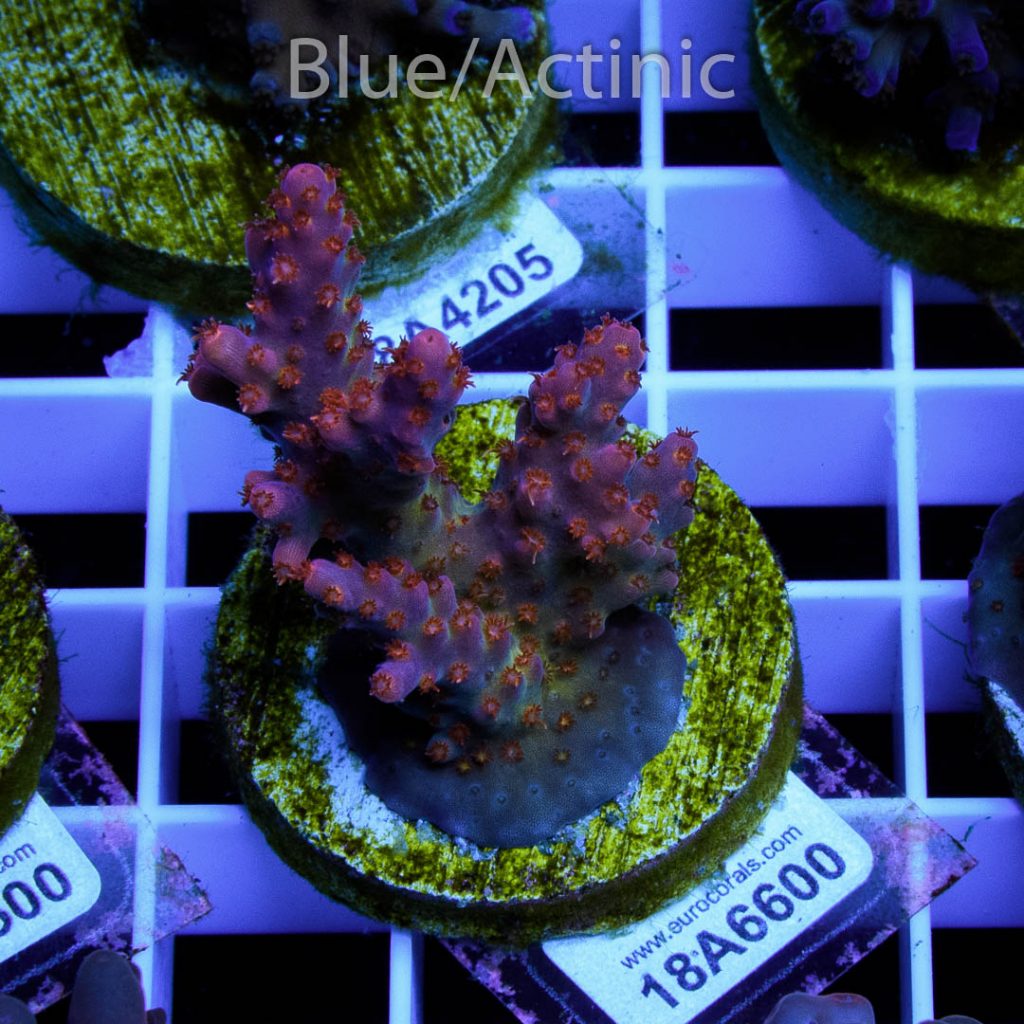 EC Piranha Acro - Image 2