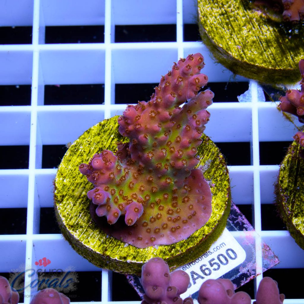 EC Piranha Acro