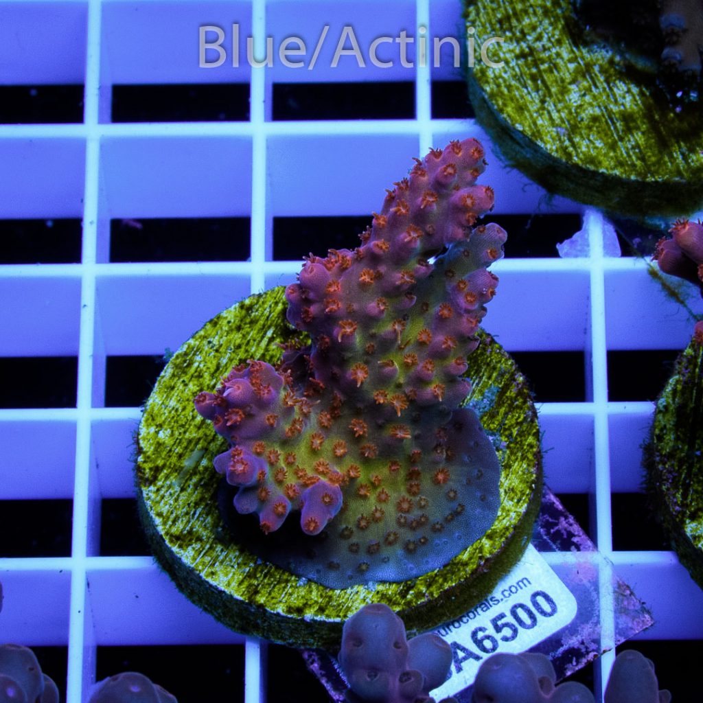 EC Piranha Acro - Image 2