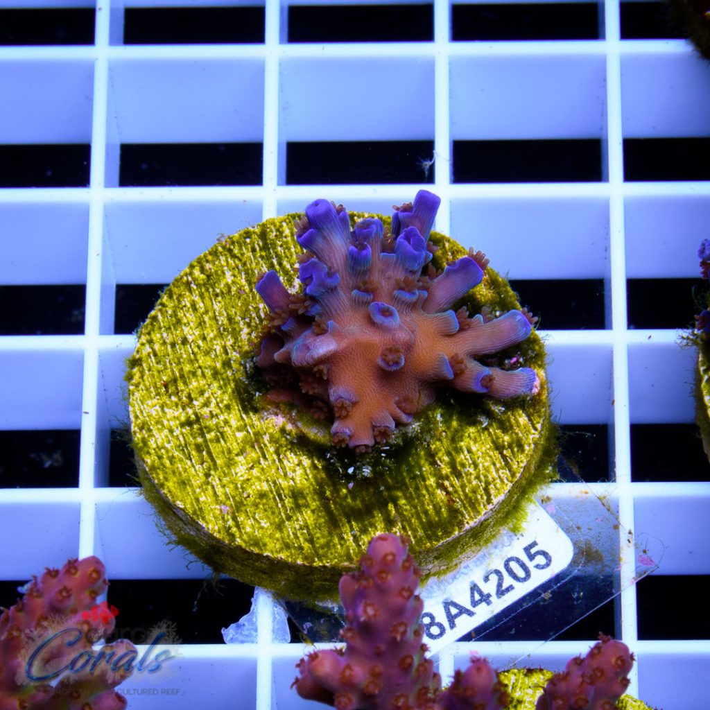 EC Icefire Echinata Boosted Blue