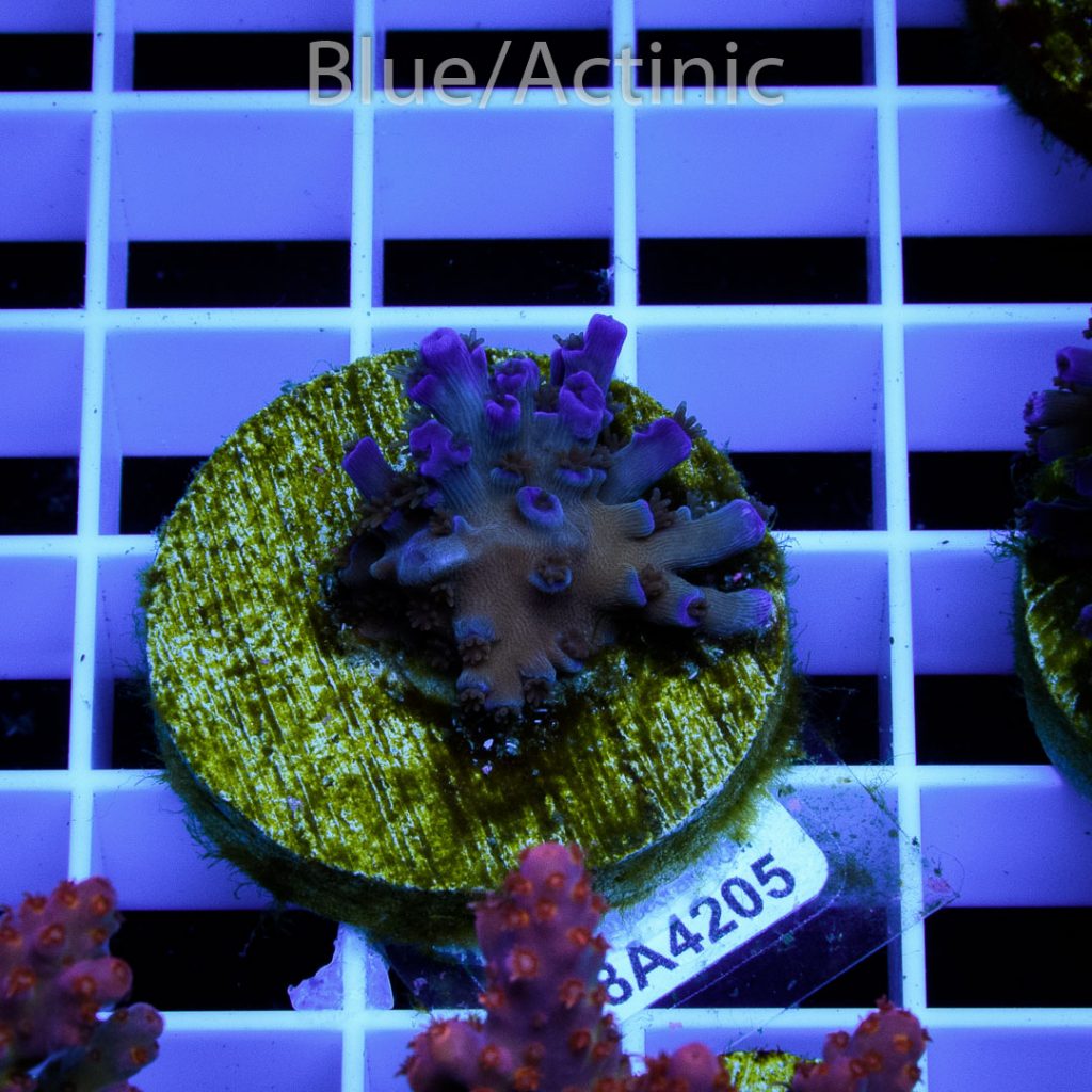 EC Icefire Echinata Boosted Blue - Image 2