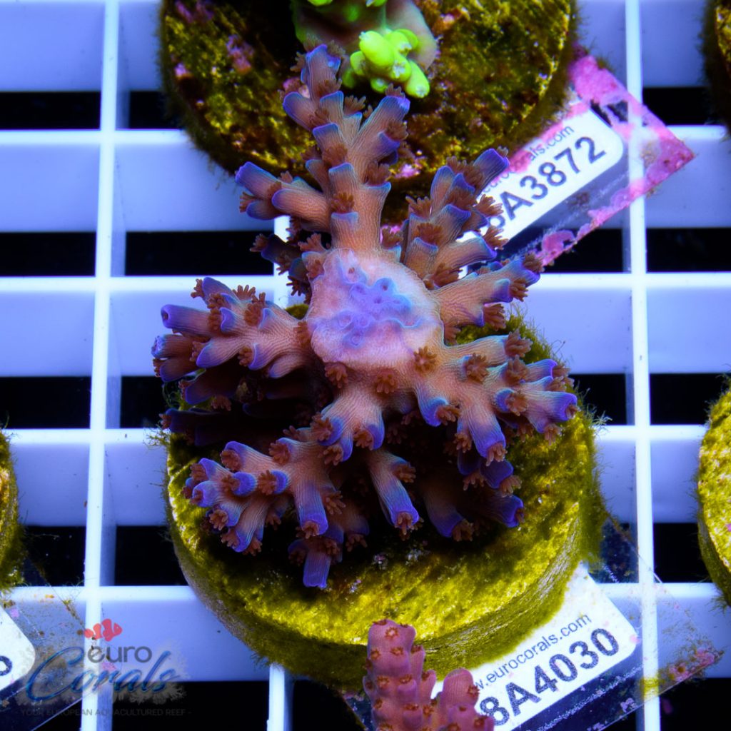 EC Icefire Echinata Boosted Blue