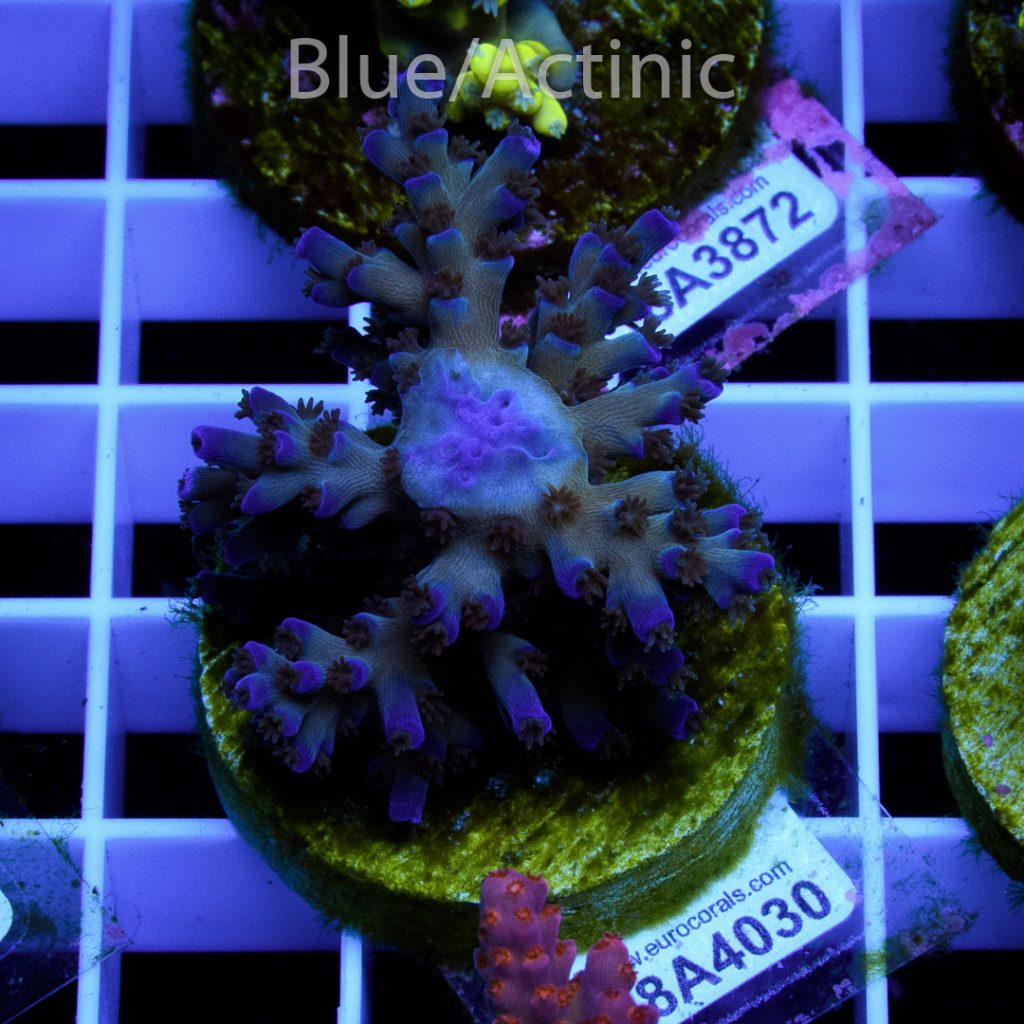EC Icefire Echinata Boosted Blue - Image 2