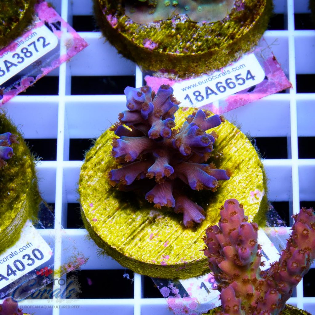 EC Icefire Echinata Boosted Blue