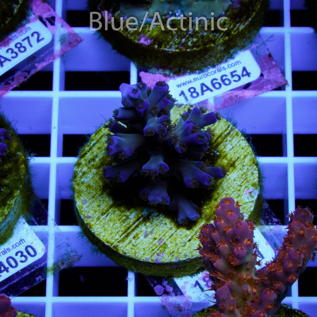 EC Icefire Echinata Boosted Blue - Image 2