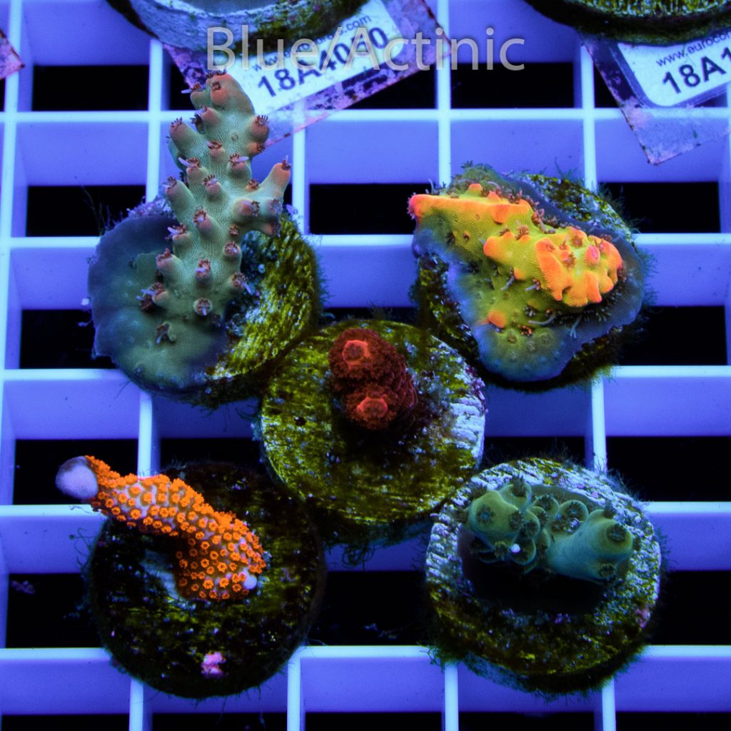 EC Premium 5 SPS Pack - Image 2