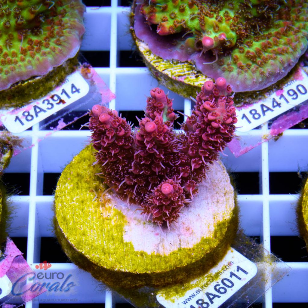 EC Red Snowdrop Acro RARE
