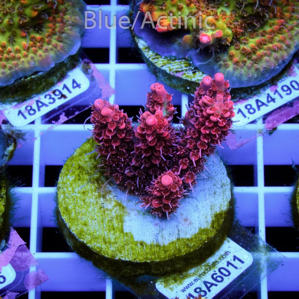 EC Red Snowdrop Acro RARE - Image 2