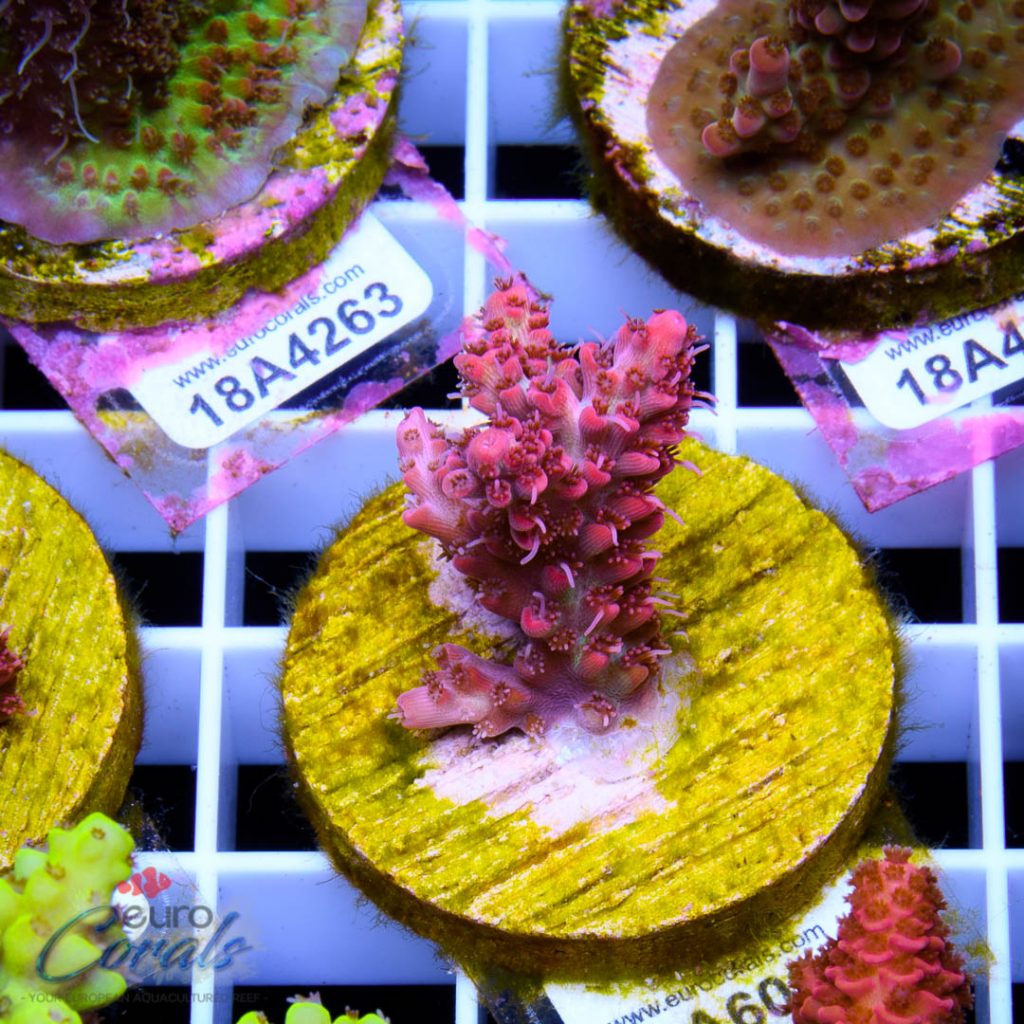 EC Red Snowdrop Acro RARE