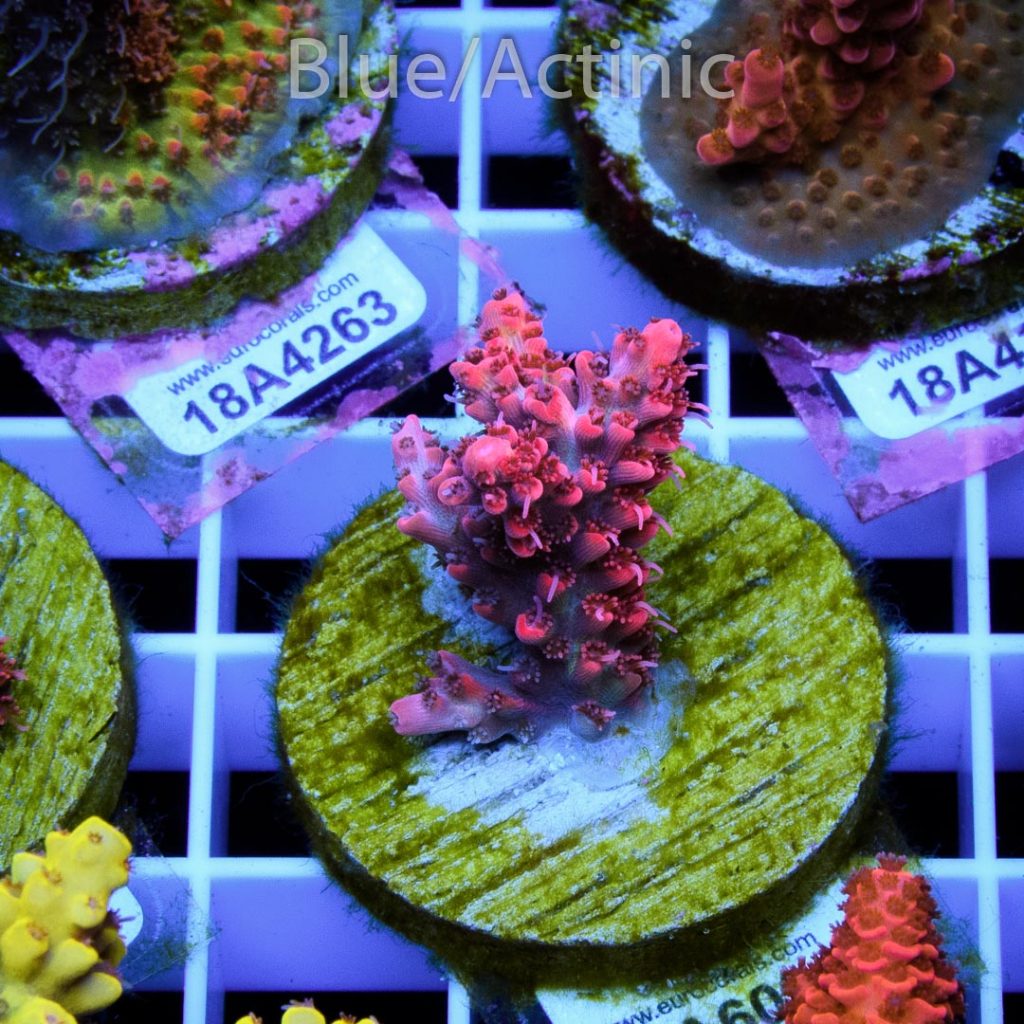 EC Red Snowdrop Acro RARE - Image 2