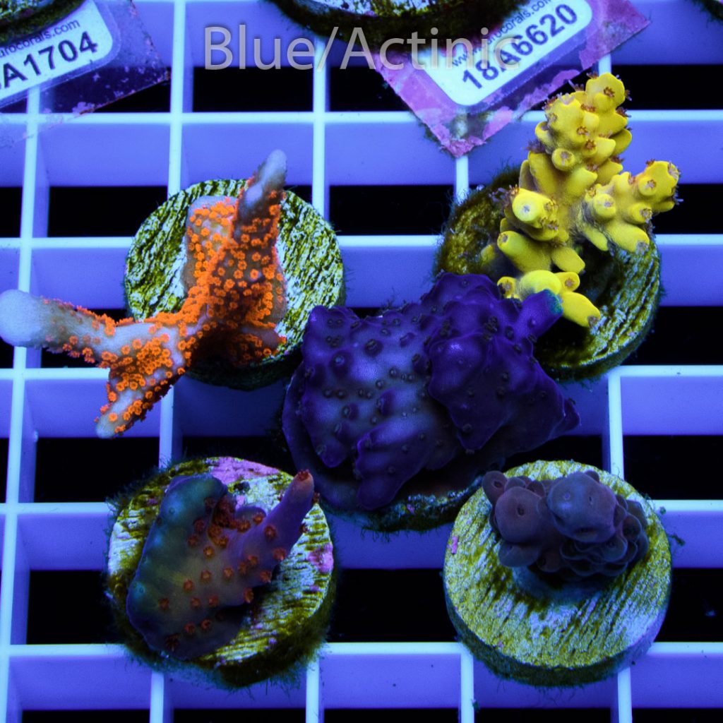 EC Premium 5 SPS Pack - Image 2