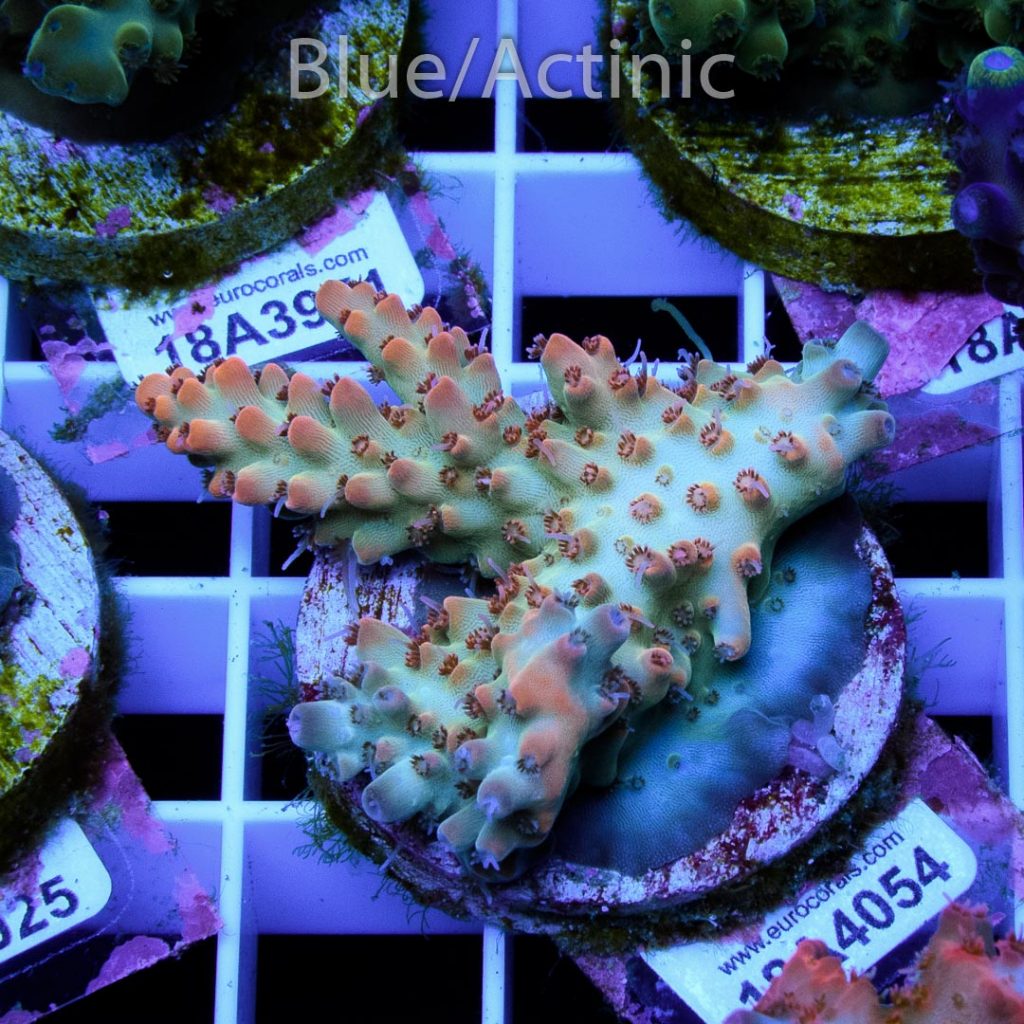 EC Saskatchewan Acro - Image 2