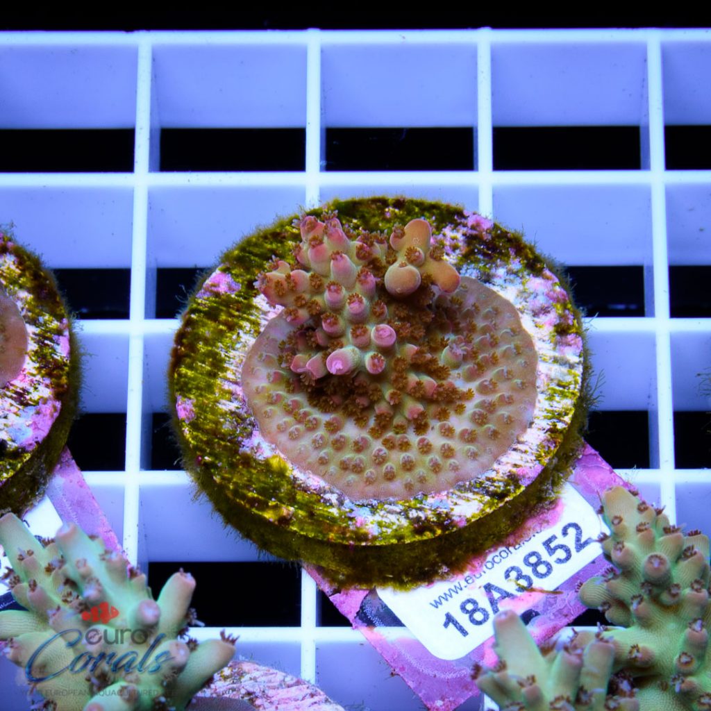 EC Candy Cruch RARE