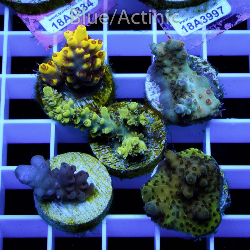 EC Premium 5 SPS Pack - Image 2