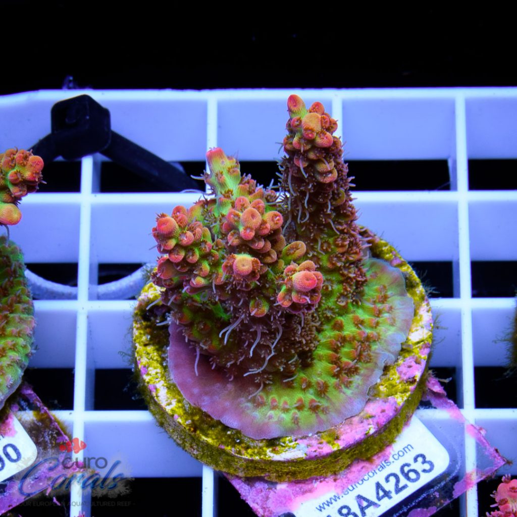 EC Bonsai Hyperberry RARE