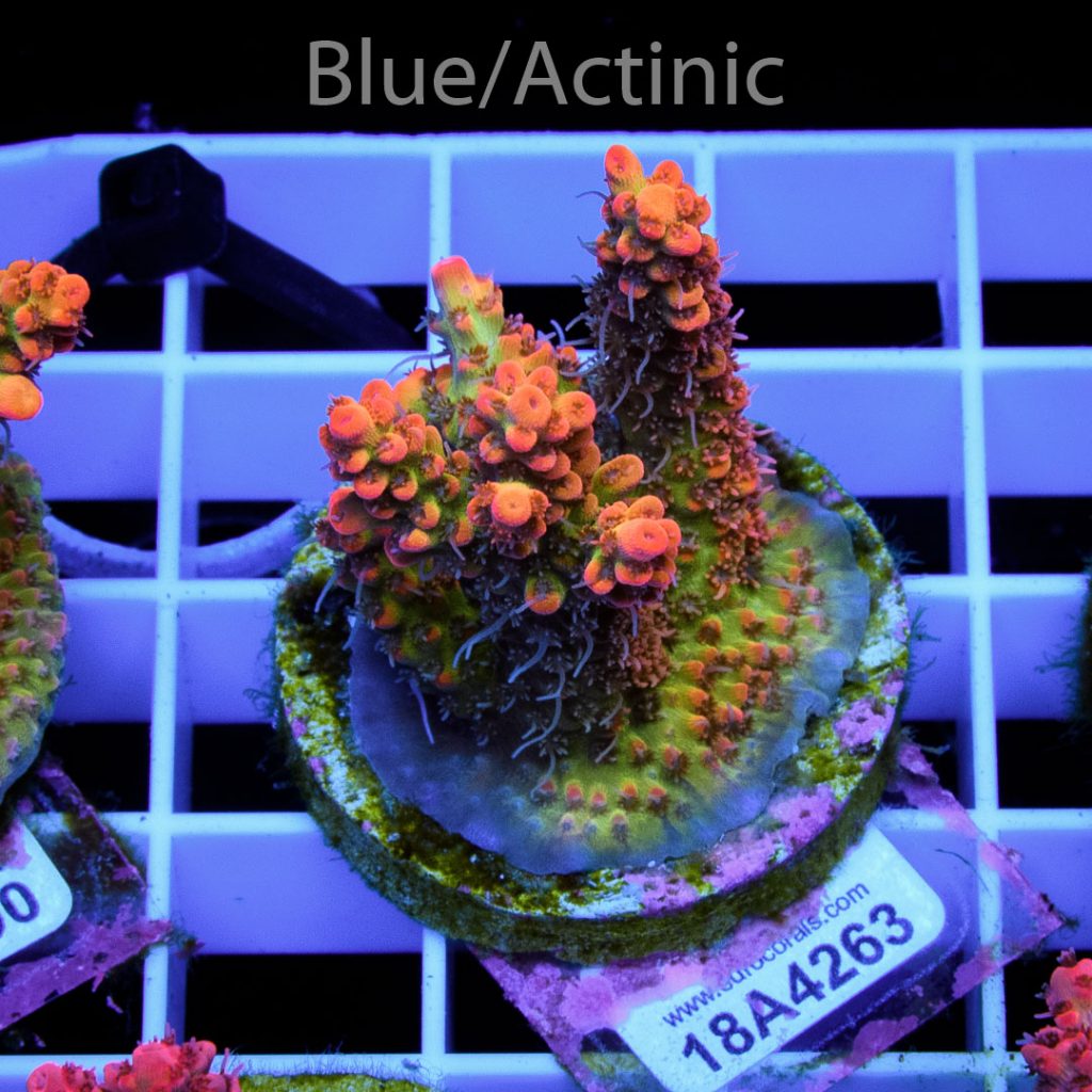 EC Bonsai Hyperberry RARE - Image 2