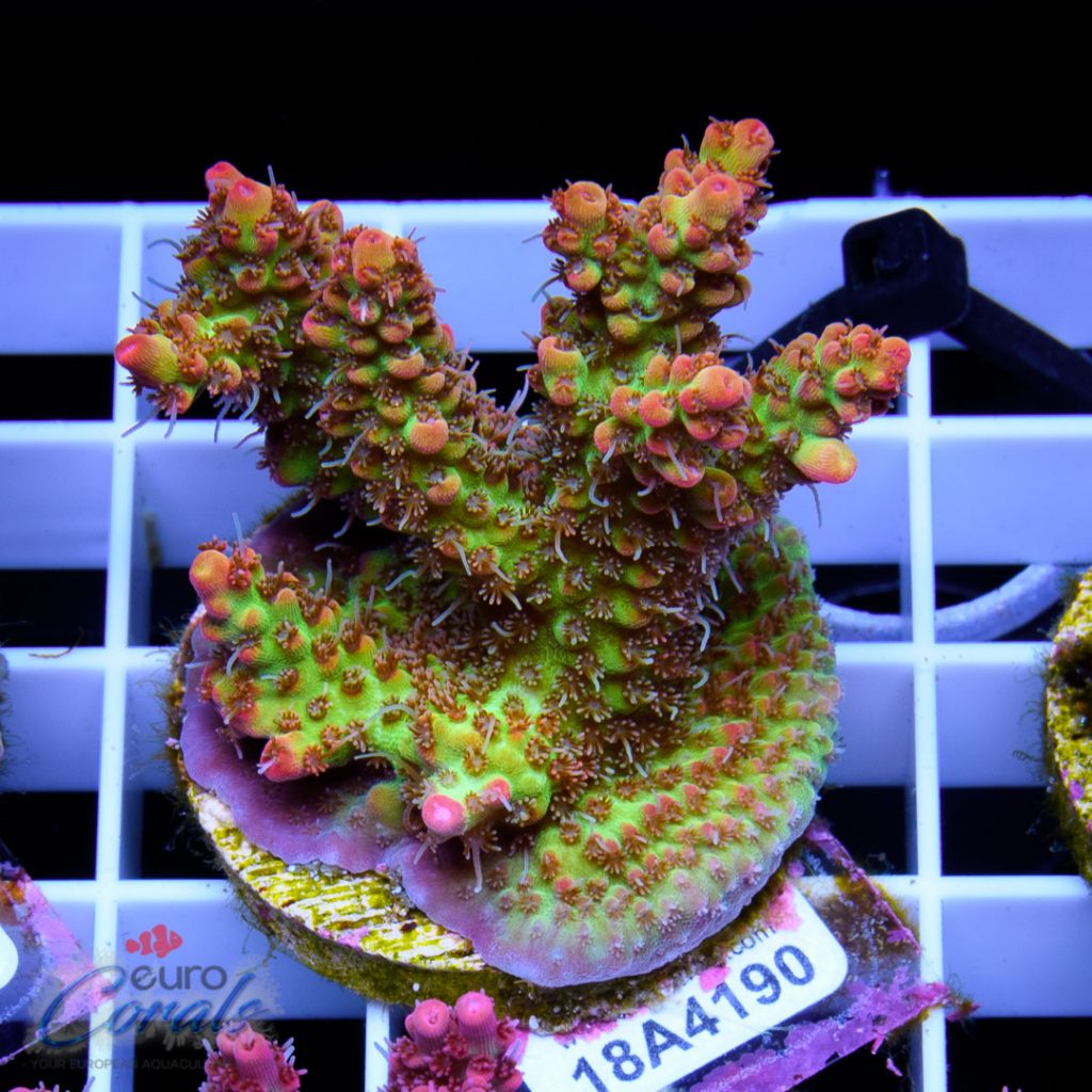 EC Bonsai Hyperberry RARE