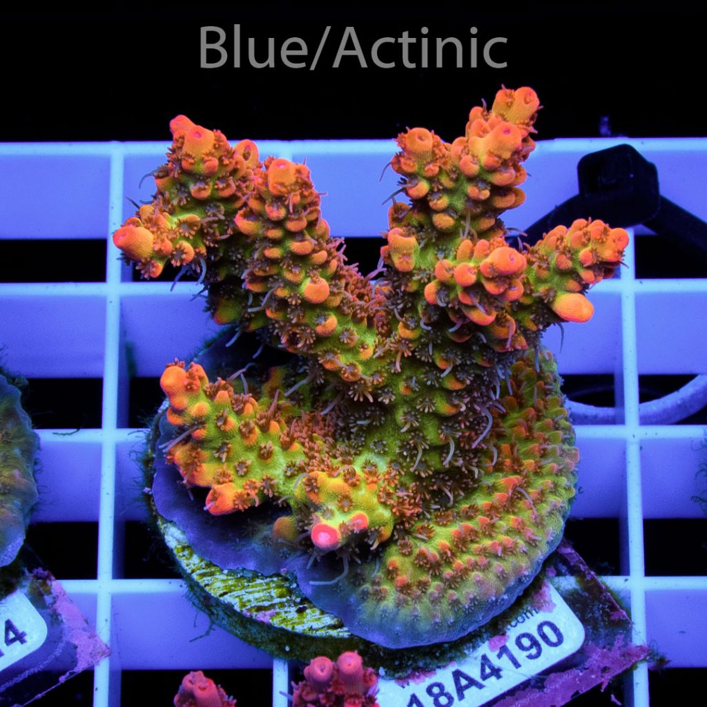 EC Bonsai Hyperberry RARE - Image 2
