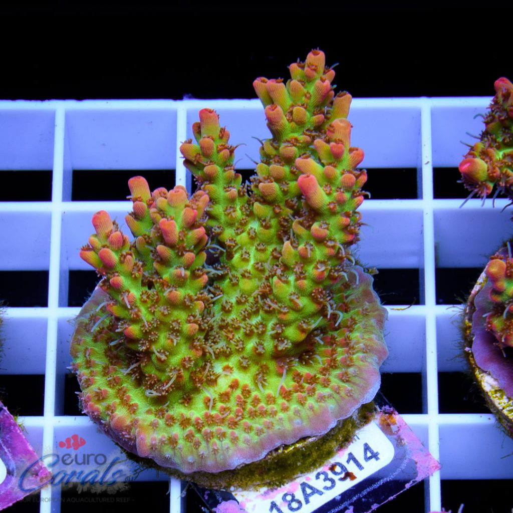 EC Bonsai Hyperberry RARE