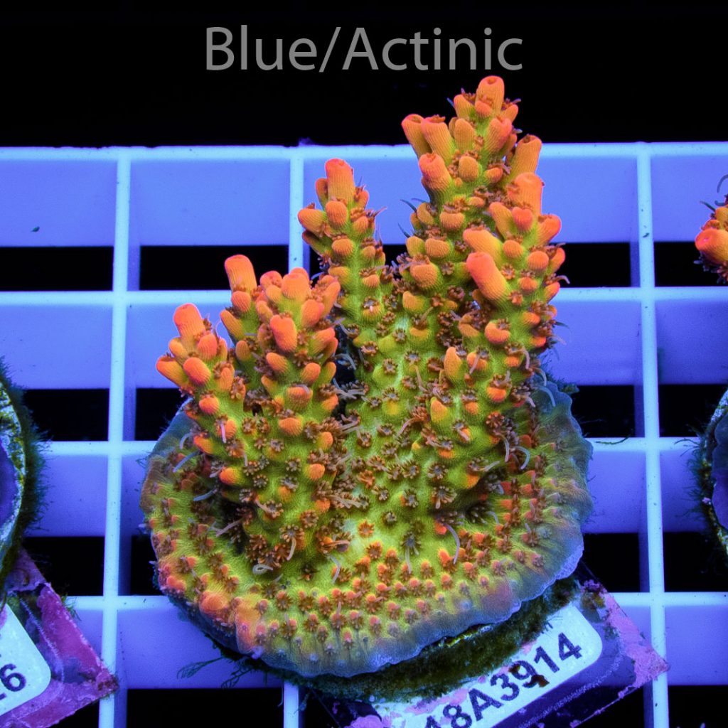 EC Bonsai Hyperberry RARE - Image 2