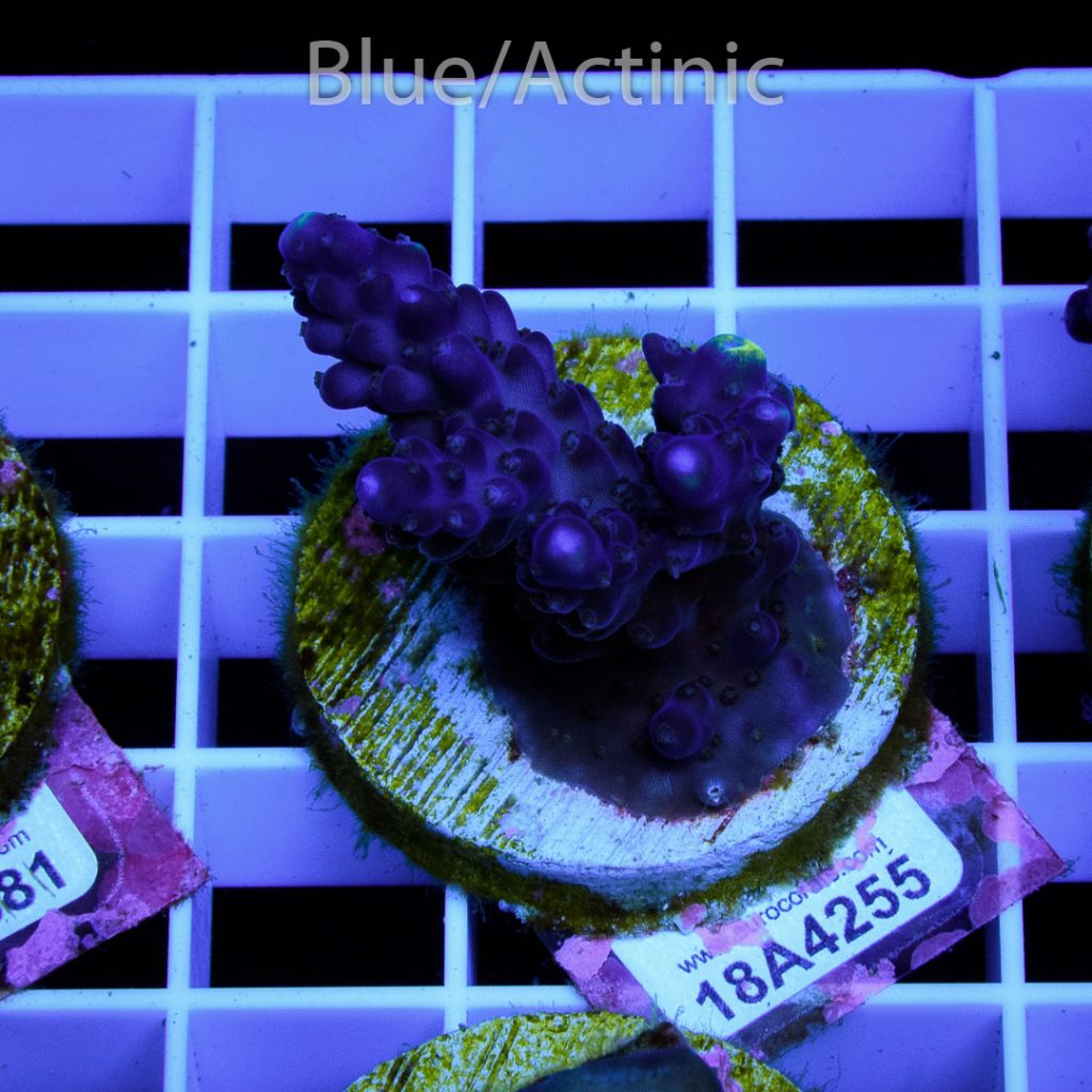 EC Purple Monster Acro - Image 2
