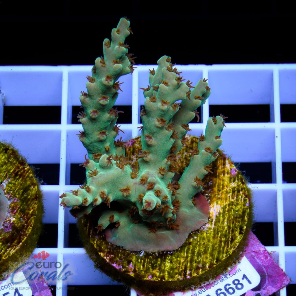 EC Wild Fire Acro