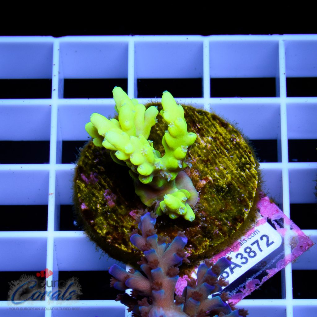 EC Yellow Tweety Acro