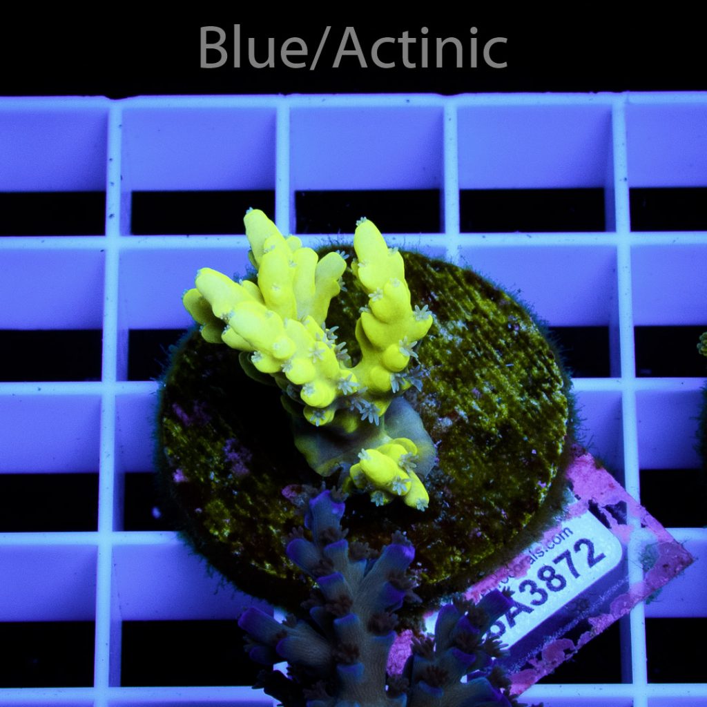 EC Yellow Tweety Acro – Bild 2
