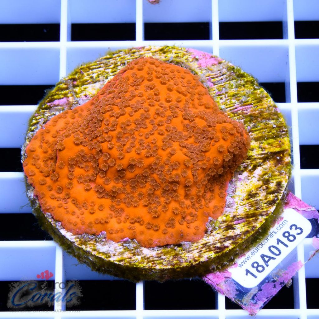 EC Orange Encrusting Monti