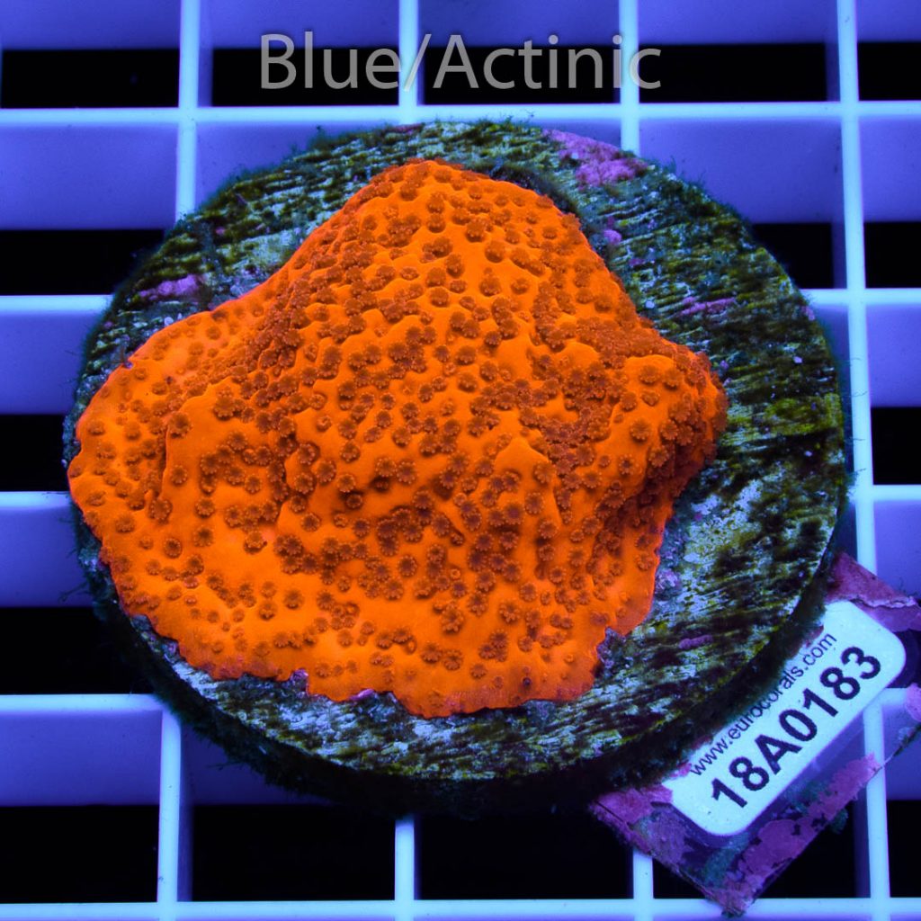 EC Orange Encrusting Monti - Image 2