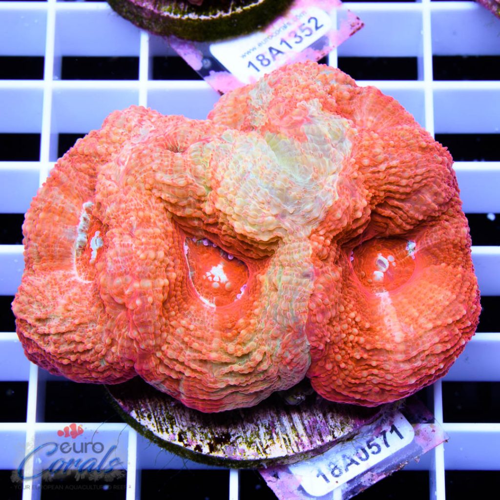EC Cherry Red Bowerbanki
