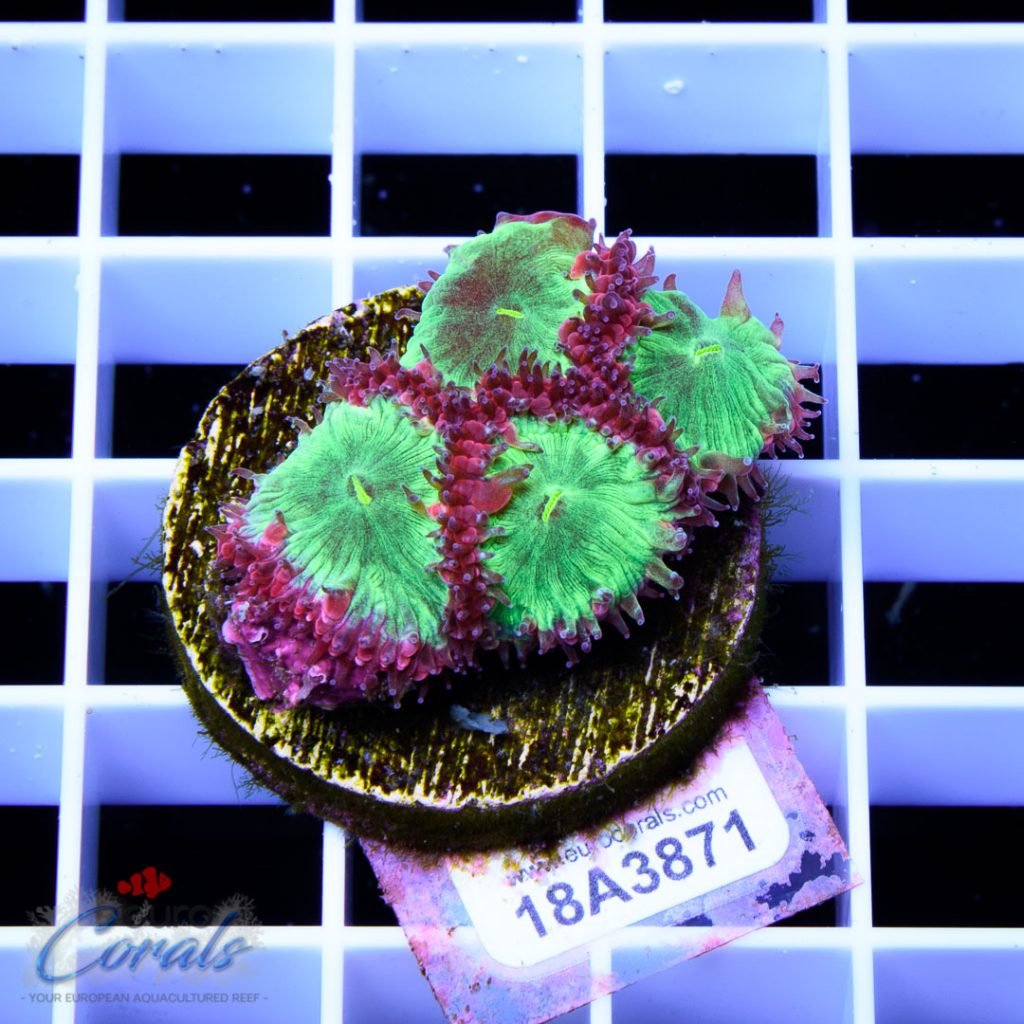EC Area 51 Blastomussa RARE