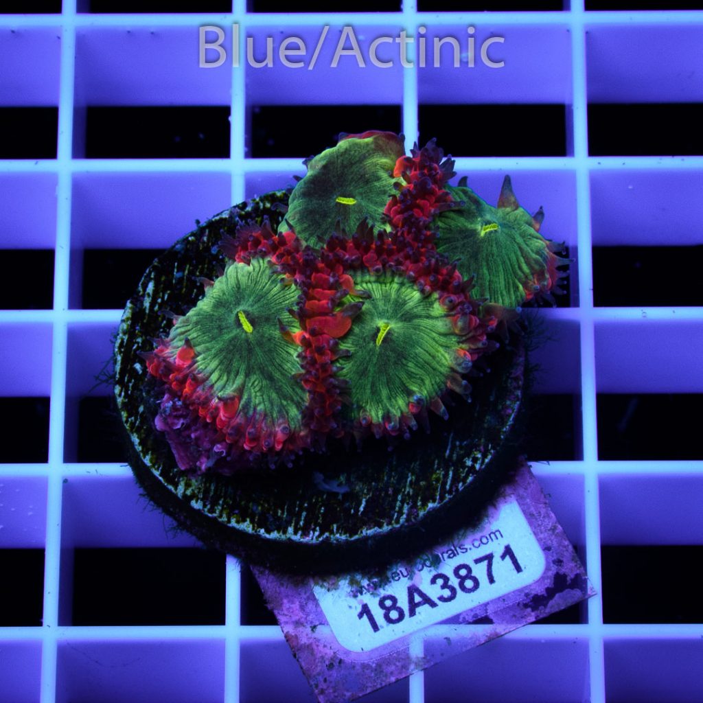 EC Area 51 Blastomussa RARE - Image 2