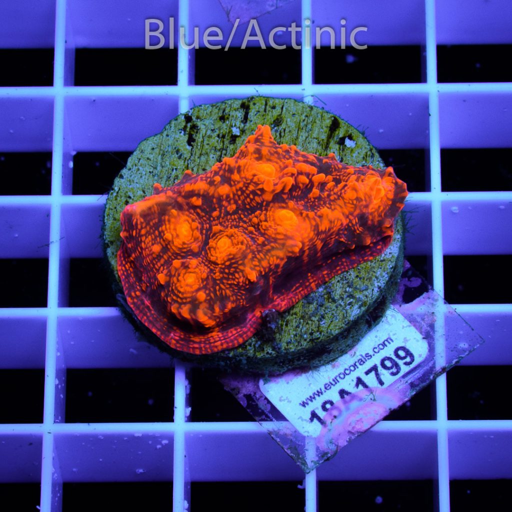 EC Mindbender Chalice - Image 2