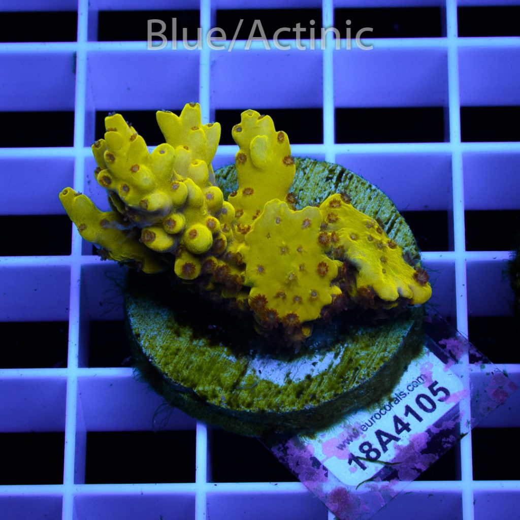 EC Super Yellow Pikachu Acro - Image 2