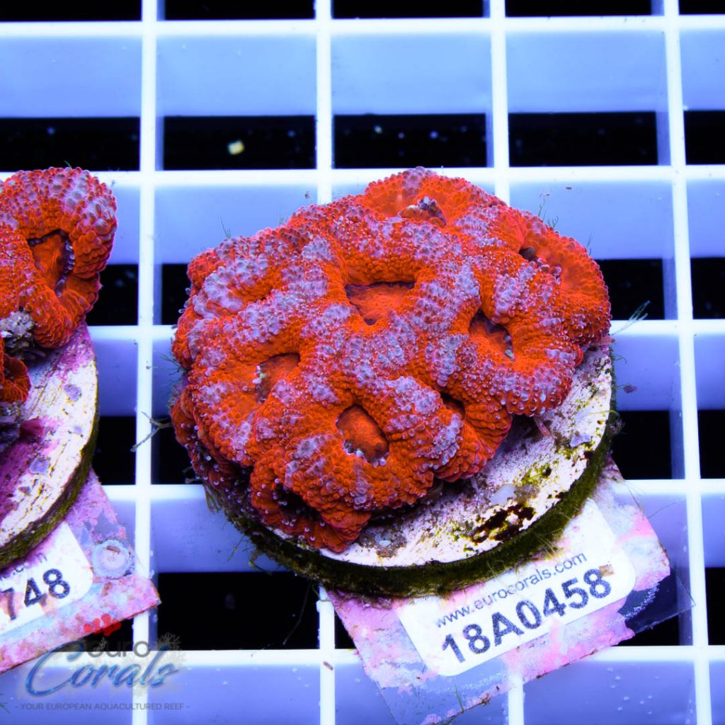 EC Super Red Fire Micro Grafted