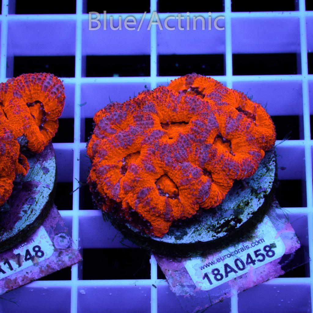 EC Super Red Fire Micro Grafted – Bild 2