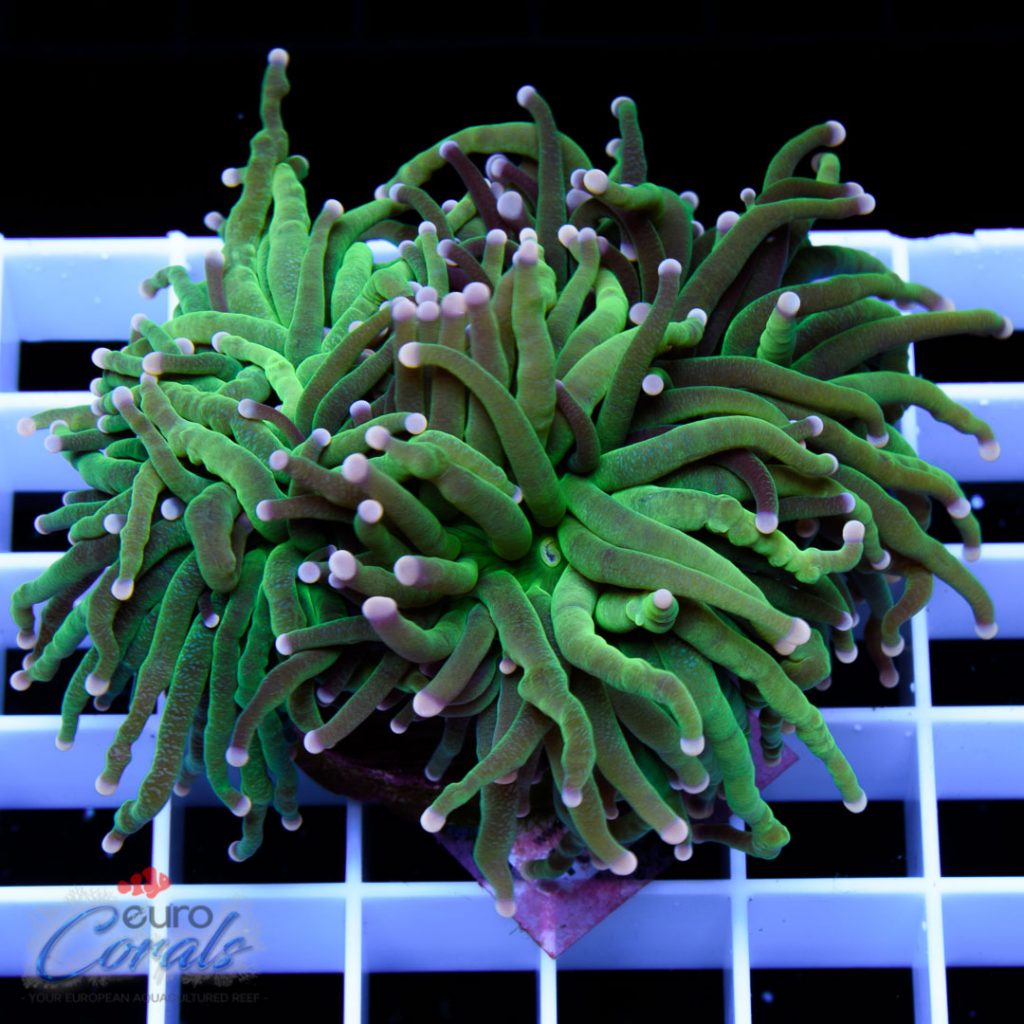 EC Black/Green Torch