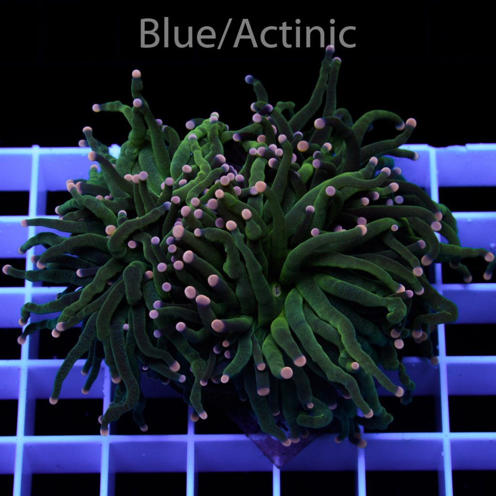 EC Black/Green Torch - Image 2