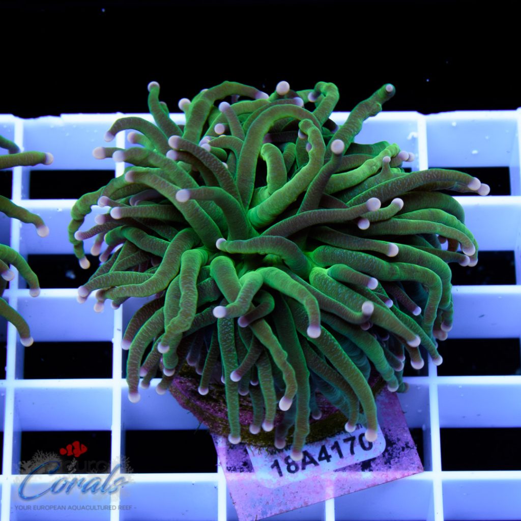 EC Black/Green Torch
