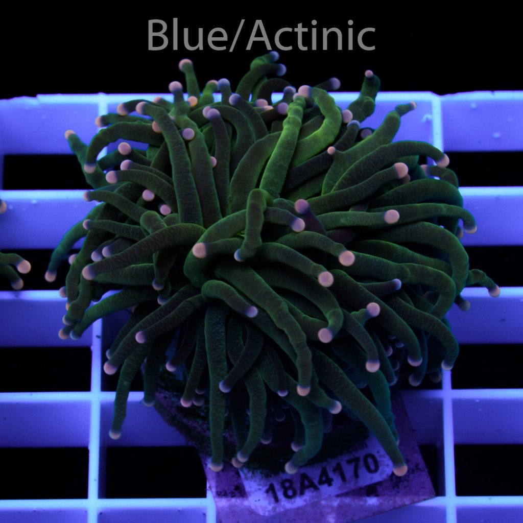 EC Black/Green Torch - Image 2