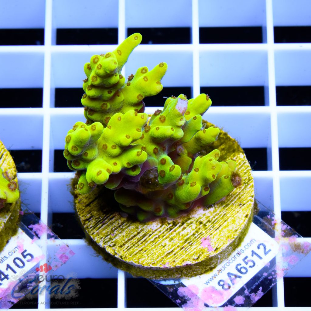 EC Super Yellow Pikachu Acro