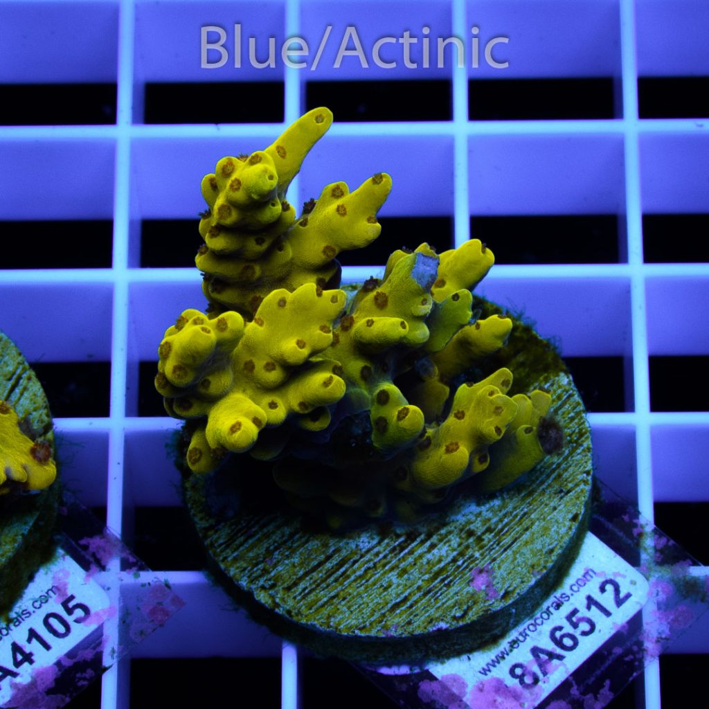 EC Super Yellow Pikachu Acro - Image 2