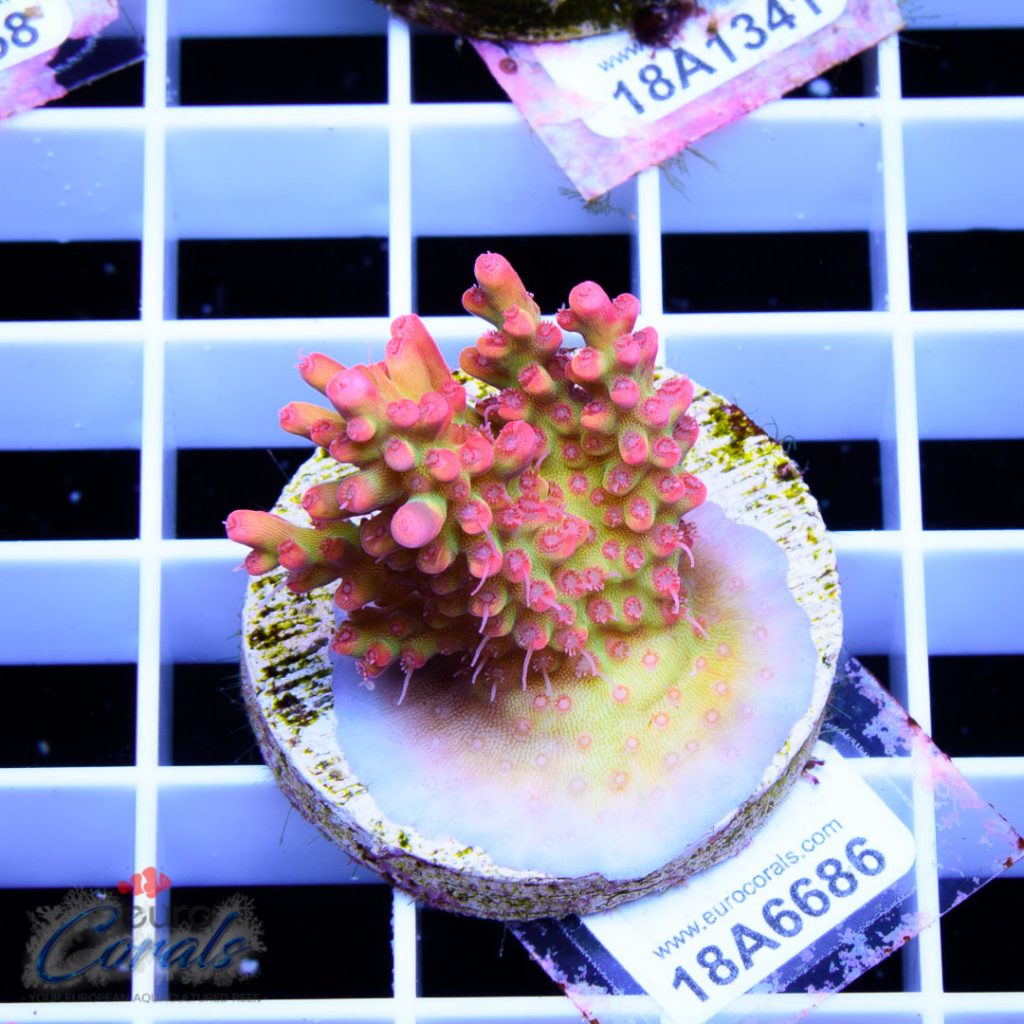 EC Super Raspberry Shortcake RARE